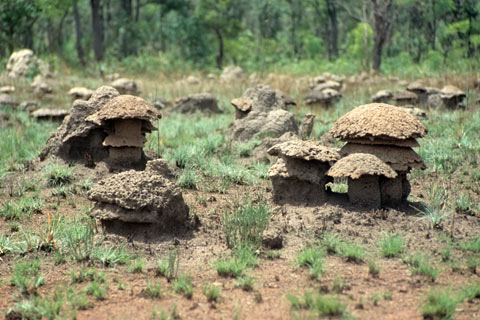 http://www.transafrika.org/media/Bilder Guinea/termiten afrika.jpg